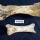 Hallan restos de mamíferos gigantes de hace 200.000 años en Buenos Aires