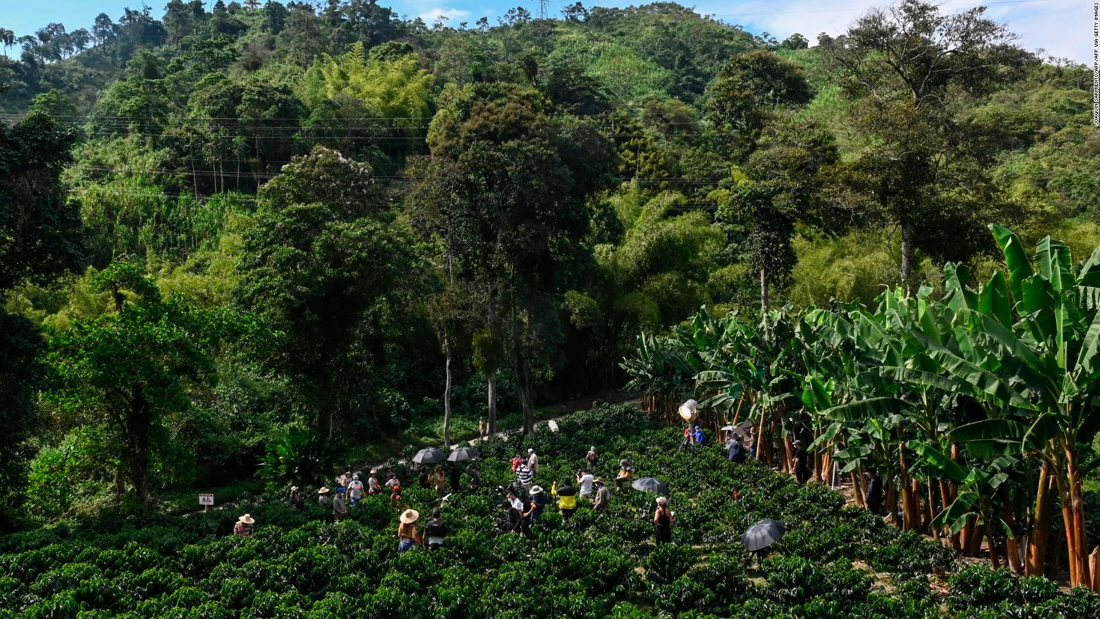 Industria del café respeta el medio ambiente, dice productor