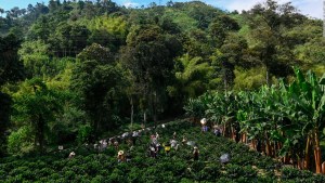 La industria del café respeta el medio ambiente, dice productor