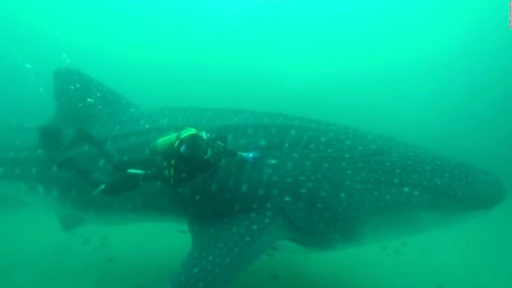 Spanish divers rescue a whale shark trapped in a net