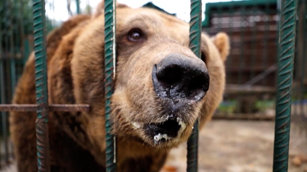 Bear released after more than 20 years of being caged in restaurant