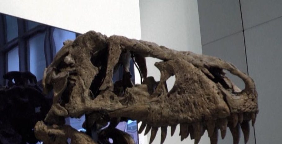 ¿Cuánto pagarías por el cráneo de un Tiranosaurio rex?