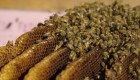 El motivo por el que la población de abejas de Florida fue diezmada