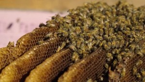 El motivo por el que la población de abejas de Florida fue diezmada