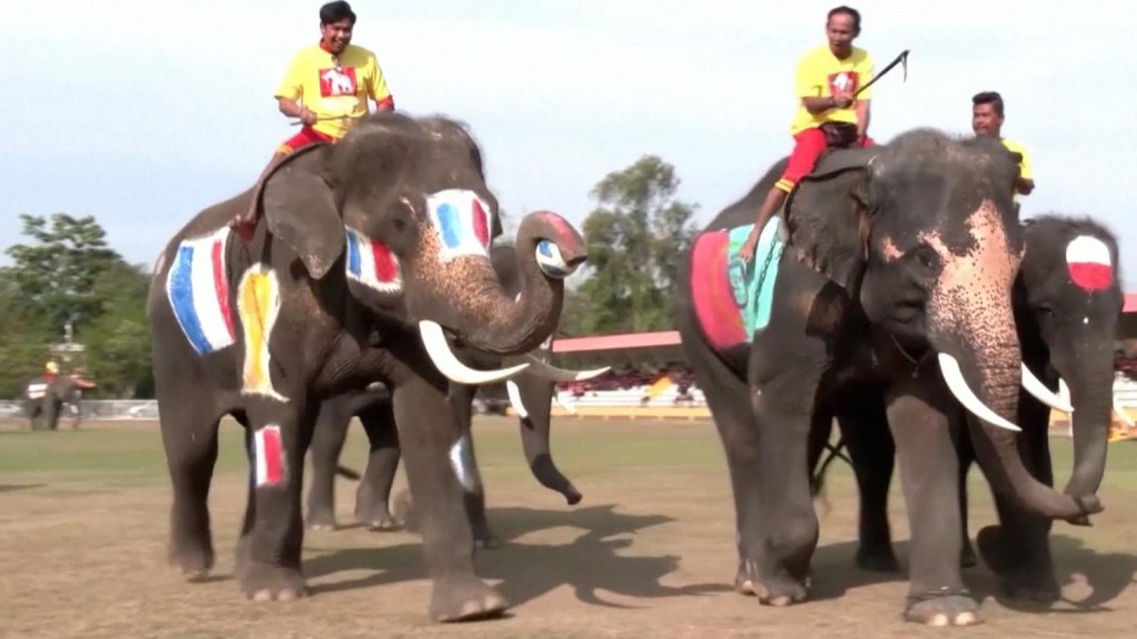 Qatar 2022 in the animal kingdom?  Elephants play their own World Cup in Thailand