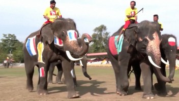 ¿Qatar 2022 en el reino animal? Elefantes juegan su propio Mundial en Tailandia