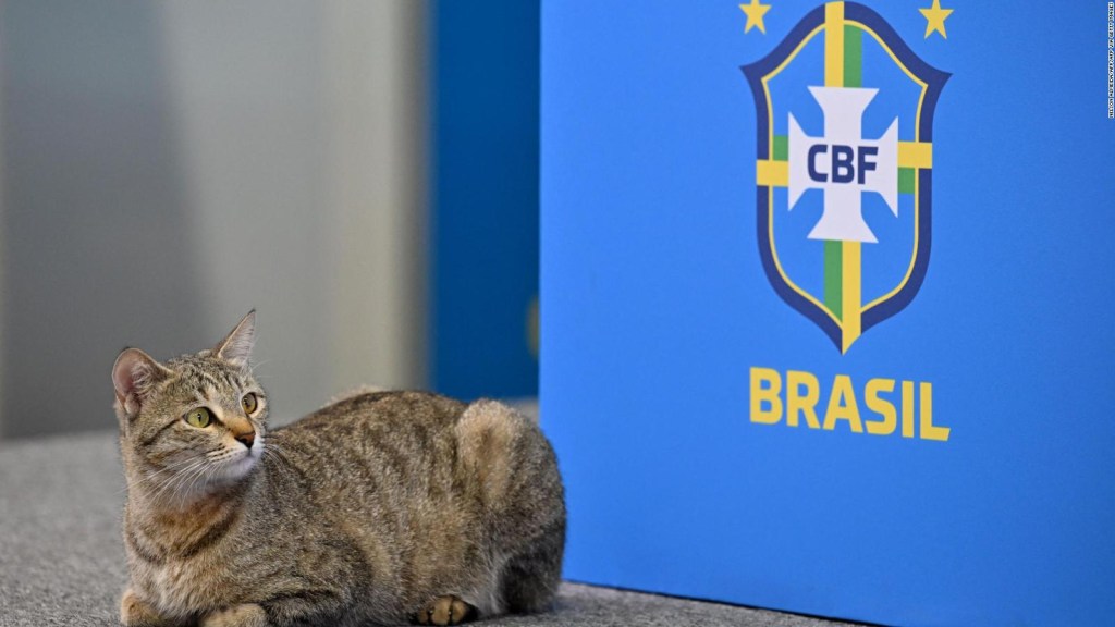 Brazil receives complaint for animal abuse, according to reports