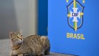 Brazil receives complaint for animal abuse, according to reports
