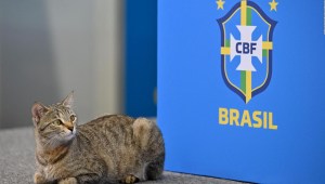 Brasil recibe denuncia por maltrato animal, según informes