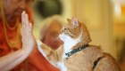 La aplicación MeowTalk traduce las vocalizaciones de los gatos