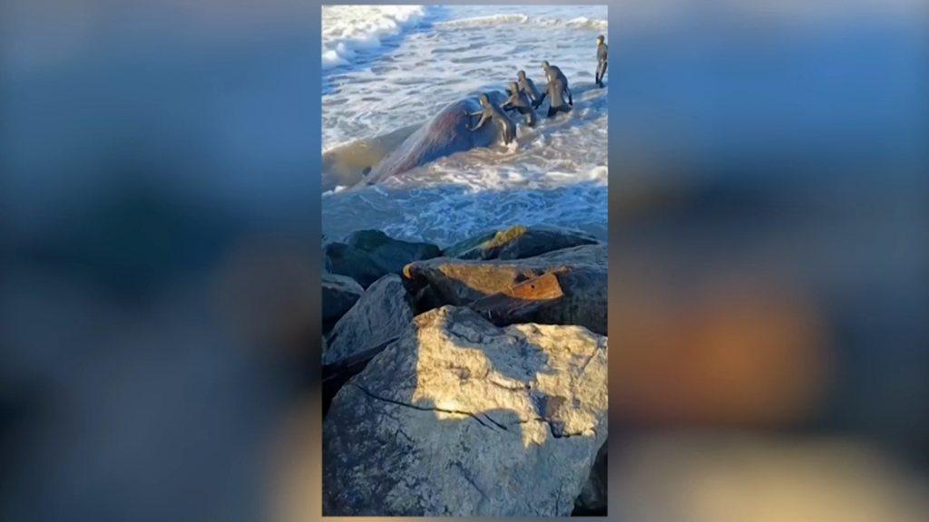 The attempt to rescue a gigantic beached whale