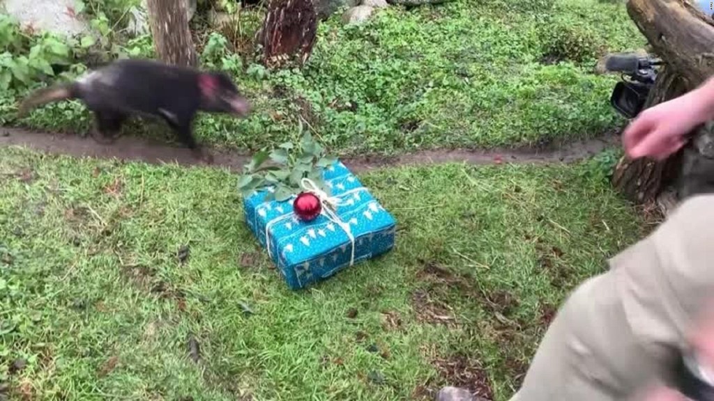 These animals received a curious surprise on Christmas days