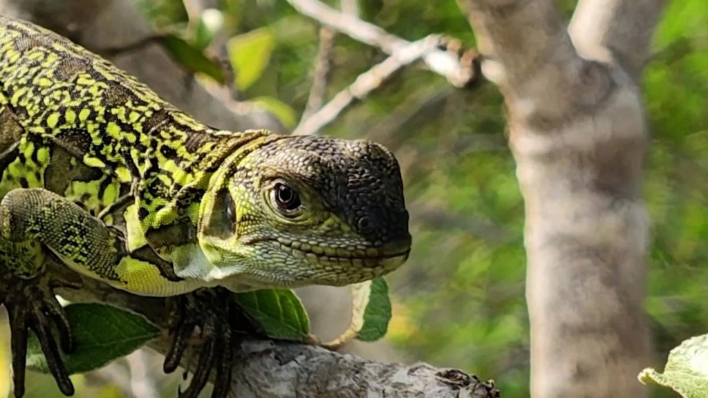 Crimson iguana hatchlings in danger of extinction are seen for the first time