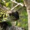 Crías de iguana rosada en vías de extinción son vistas por primera vez