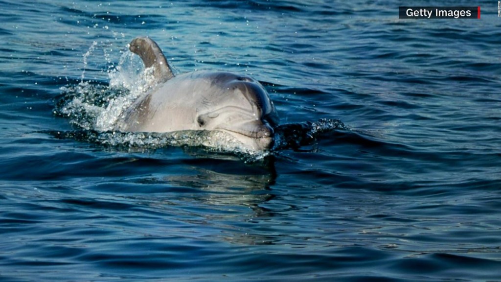 Delfines viejos muestran síntomas de padecer alzheimer, según un estudio