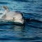 Delfines viejos muestran síntomas de padecer alzheimer, según un estudio