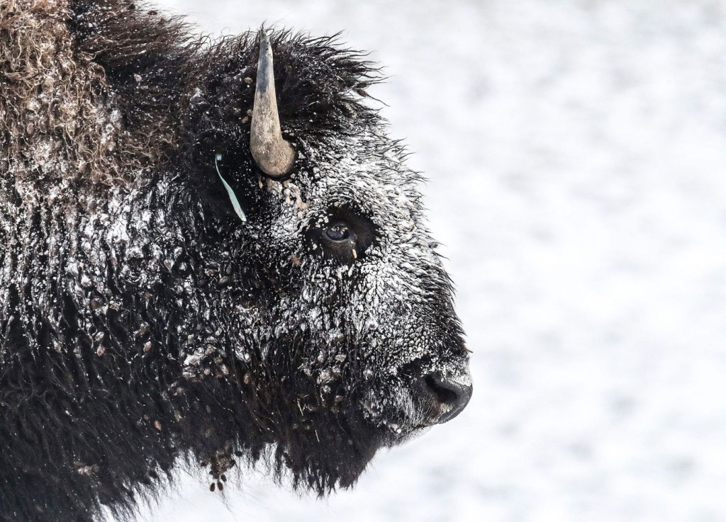 La nieve se acumula en un bisonte en Longfield Farm en Goshen, Kentucky, el 23 de diciembre. (Crédito: Michael Clevenger/Courier Journal/USA Today Network)