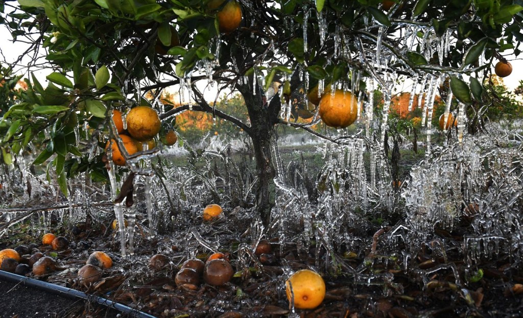 Carámbanos creados por un aspersor cuelgan de un naranjo en Clermont, Florida, el 24 de diciembre. (Crédito: Paul Hennessy/Anadolu Agency vía Getty Images)