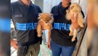 Rescatan 30 perros y dos guacamayos azules de criadero ilegal de Argentina