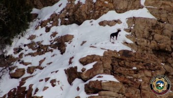 Salvan a perro atrapado en un acantilado congelado en Utah