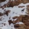 Salvan a perro atrapado en un acantilado congelado en Utah