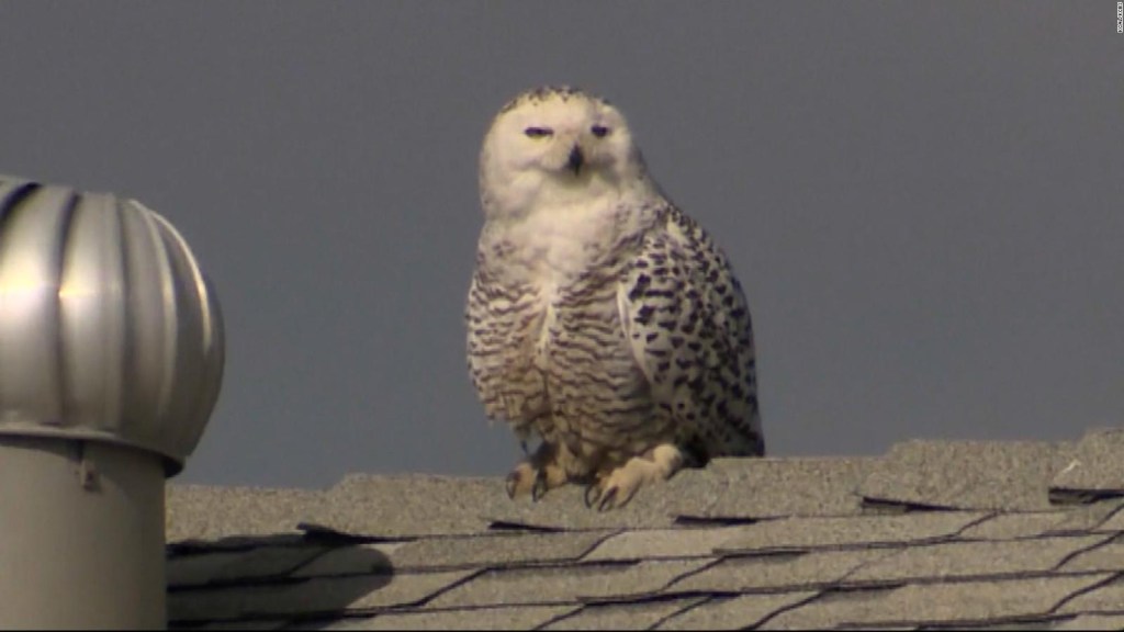 Why does an owl cause excitement in California?