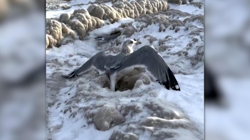 A couple saved dozens of seagulls that were trapped in the ice