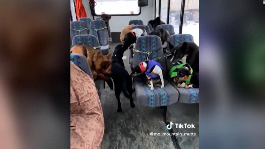 Perros bien educados toman el bus y se vuelven virales