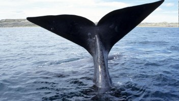 Una cámara muestra el camino de una ballena en peligro de extinción