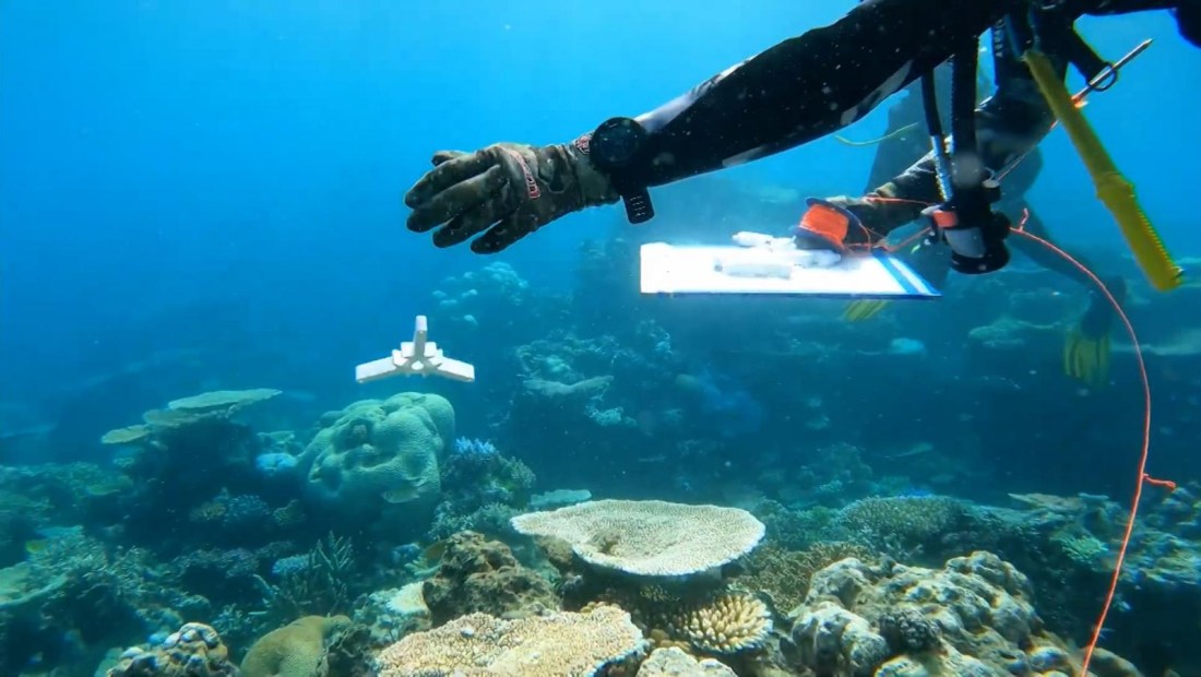 Siembra de coral, la nueva técnica para salvar el arrecife australiano