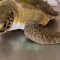 Así dos tortugas rescatadas regresaron al mar en Argentina