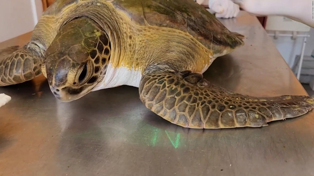 Así dos tortugas rescatadas devueltas al mar en Argentina