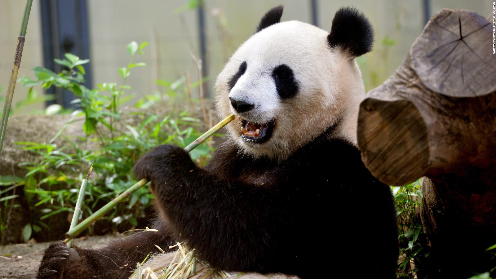 Xin Xin, de 32 años, el único panda gigante que vive en México |  Video