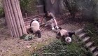 Estos pandas torpes harán tu día