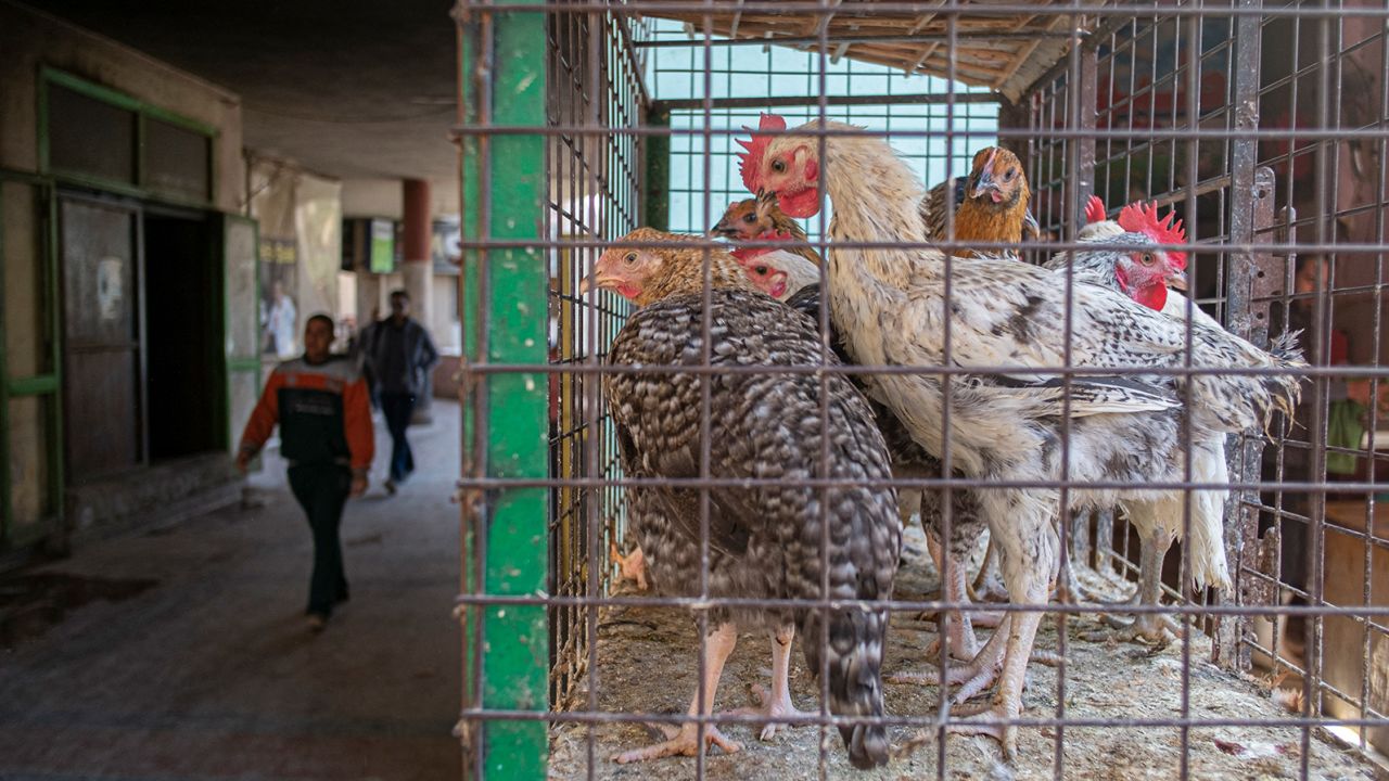 Por qué Egipto pide a sus ciudadanos que coman patas de pollo