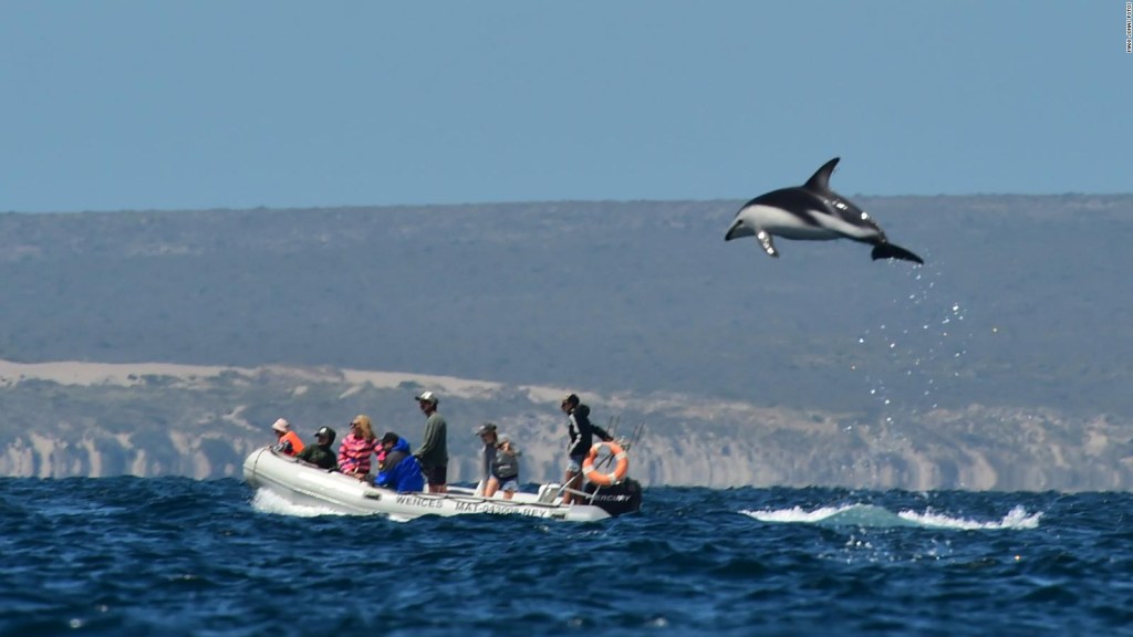 Mira esta invasión de delfines negros en la Patagonia Argentina