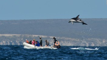 Mira esta invasión de delfines oscuros en la Patagonia argentina