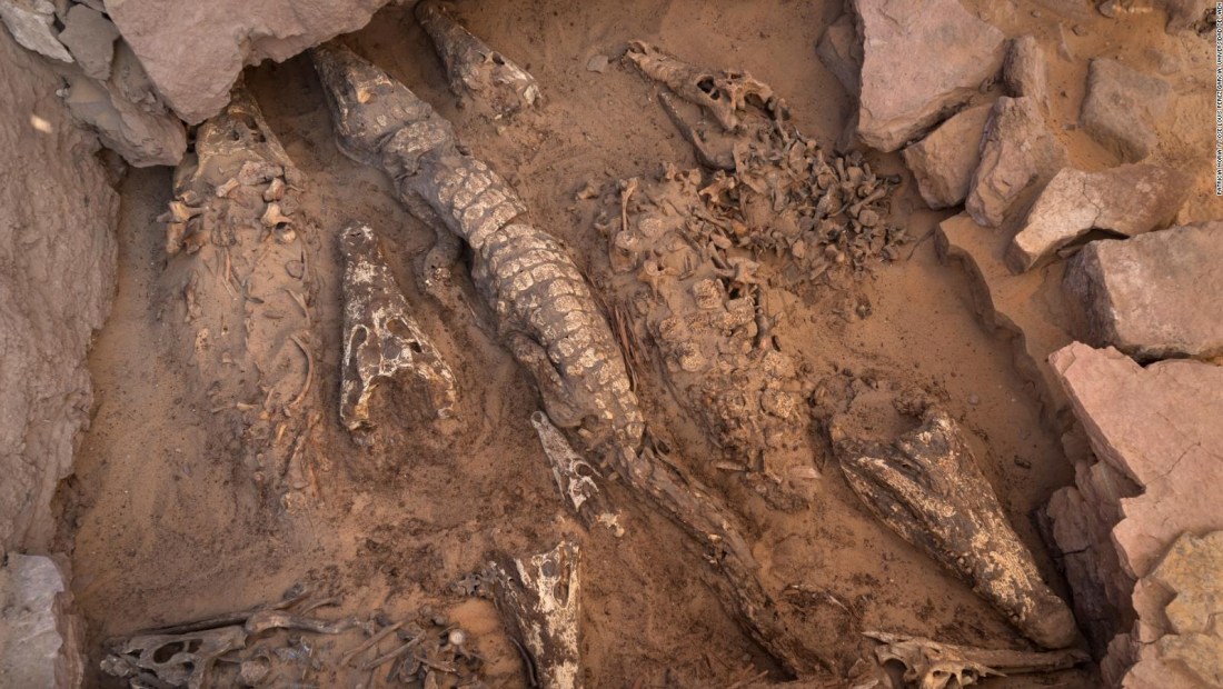 Mira el raro hallazgo de cocodrilos momificados