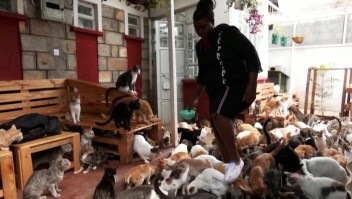Mujer keniana crea santuario felino en su casa