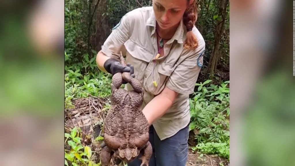 meet "Toadzilla"the giant toad that could break a world record