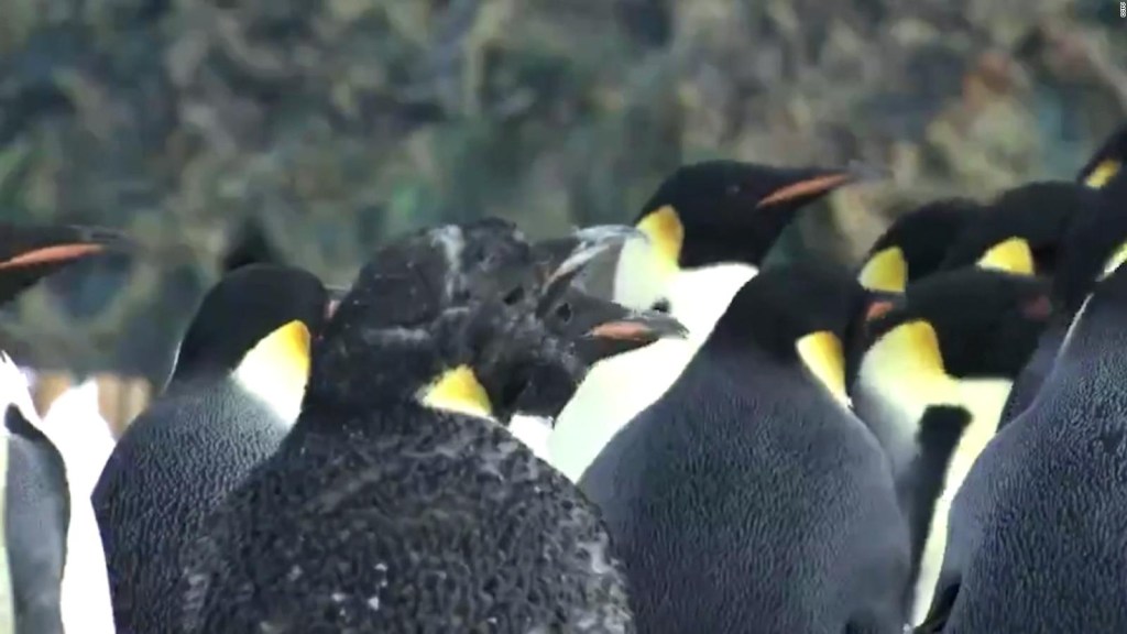 Así se puede ver esta nueva colonia de pingüinos emperador desde el espacio
