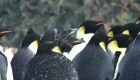 Así se ve esta nueva colonia de pingüinos emperador desde el espacio