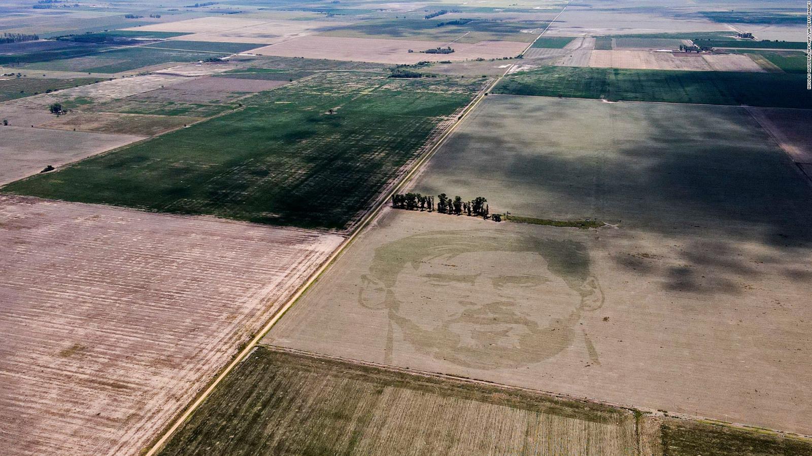 Agricultural tattoo in tribute to Messi: they capture the face of 10 in ...