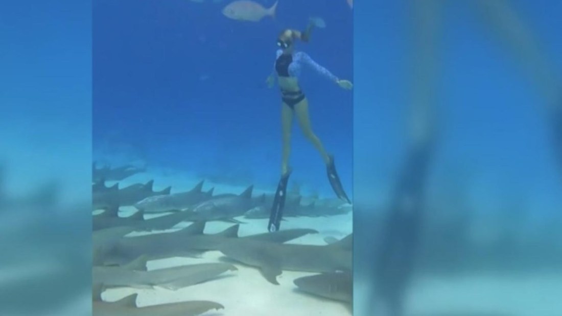 Conservacionista se acuesta a dormir con decenas de tiburones