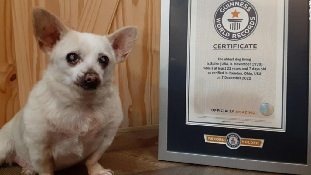 Este es el perro más longevo del mundo, según Guinness World Records