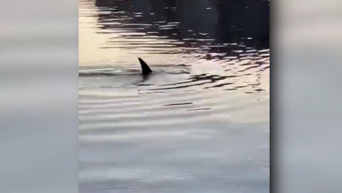 Encuentran delfines en el río Bronx de Nueva York