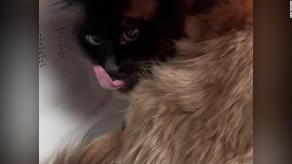 Este gato obsesionado con el microondas se volvió viral en redes