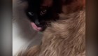 Esta gato obsesionado con el microondas se hizo viral en redes