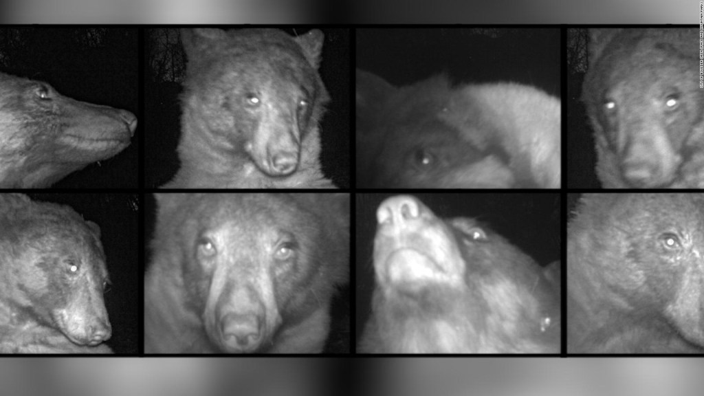 Bear se toma selfies con una cámara de rastreo