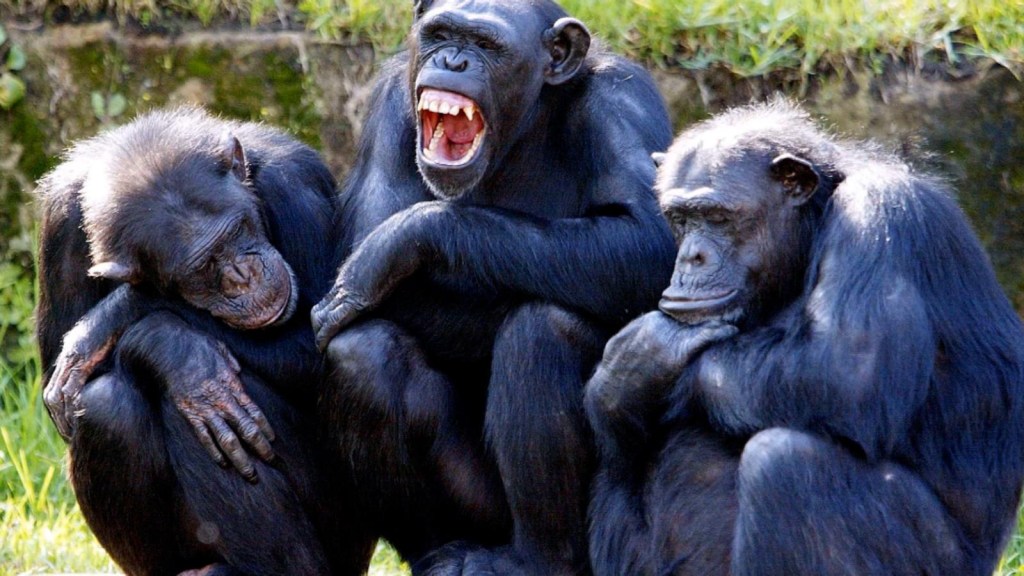 Descubren similitudes entre adolescentes humanos y chimpancés